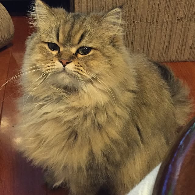 butachanさんの実例写真