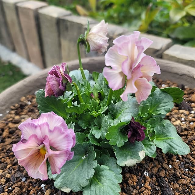 VIORAさんの実例写真