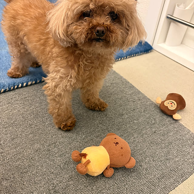 otsutaudonkoさんの部屋