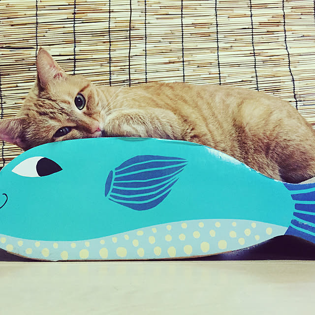 avizonさんの実例写真