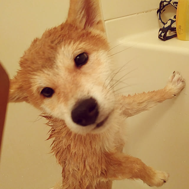 ssmさんの実例写真