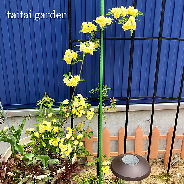 taitaiさんの実例写真