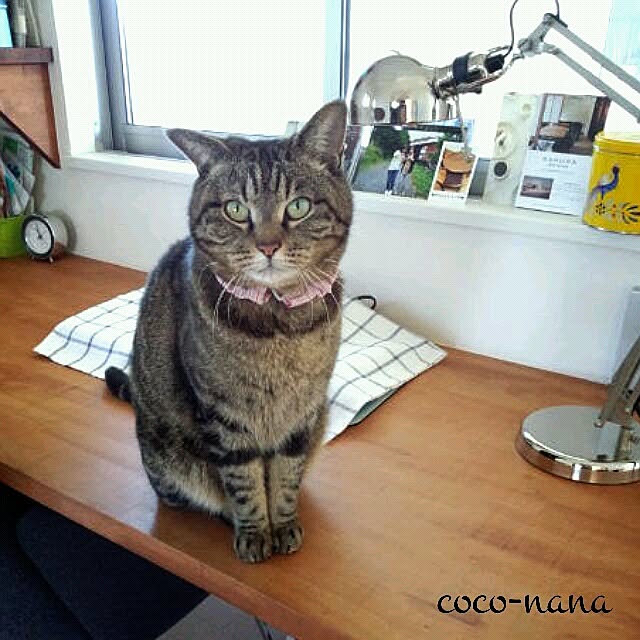 coconana165さんの実例写真