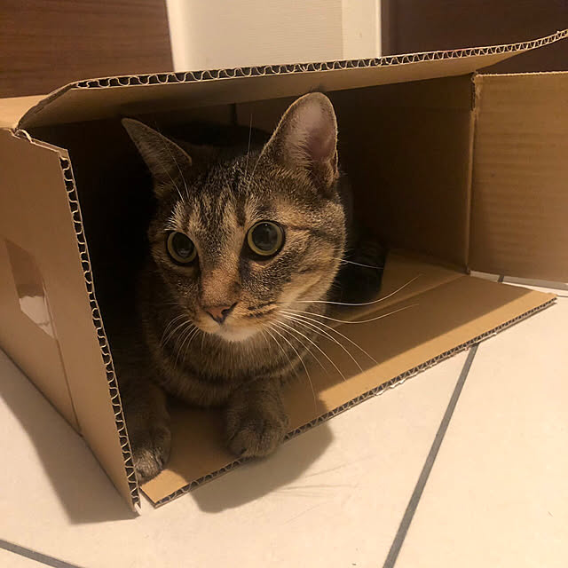 mikomaruさんの実例写真