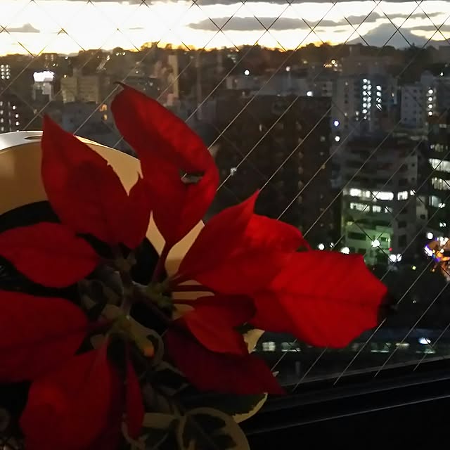 korilakkumausagiさんの実例写真