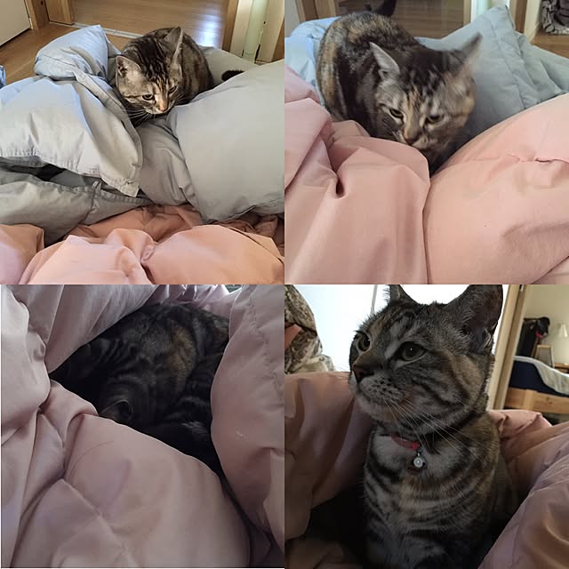 haruさんの実例写真