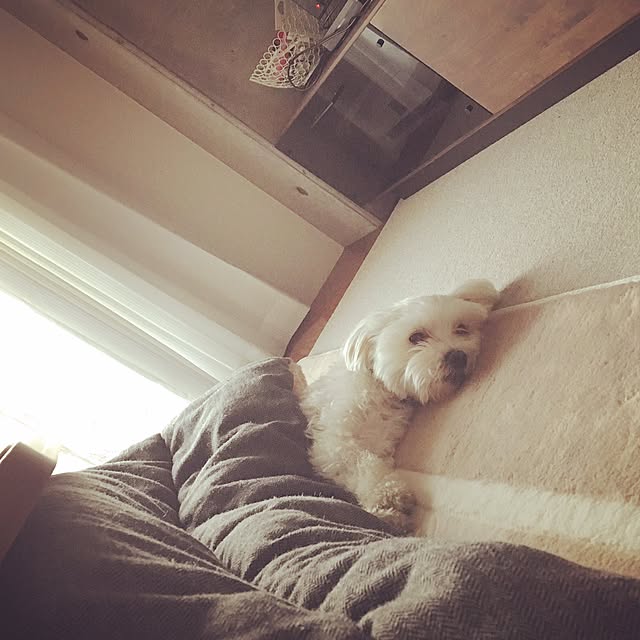 Figaroさんの実例写真