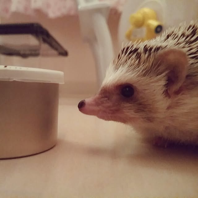 kuruさんの実例写真