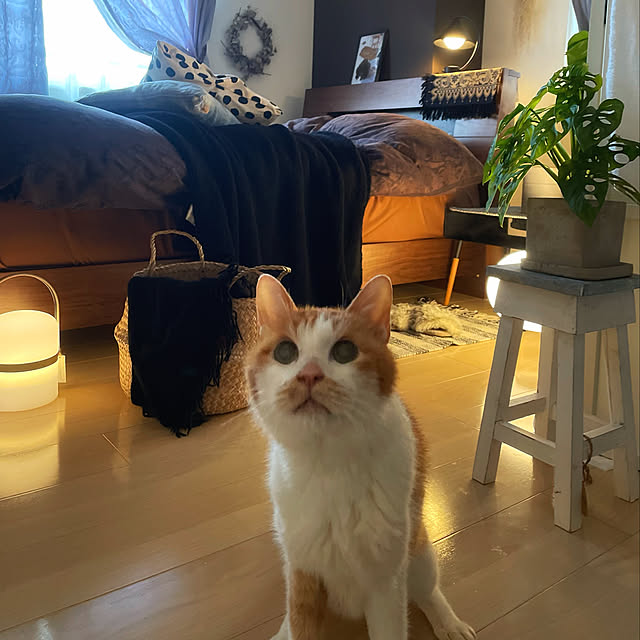 miruさんの実例写真