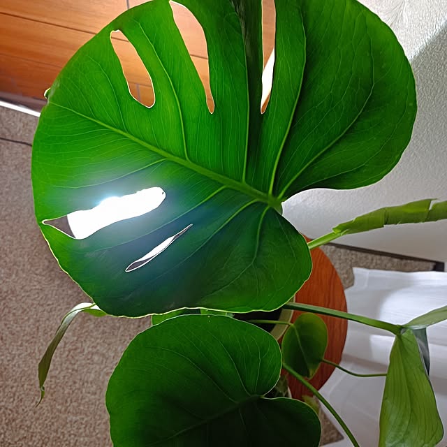 hisaさんの部屋