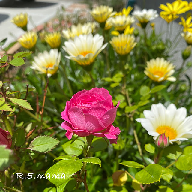 R.5.mamaさんの実例写真