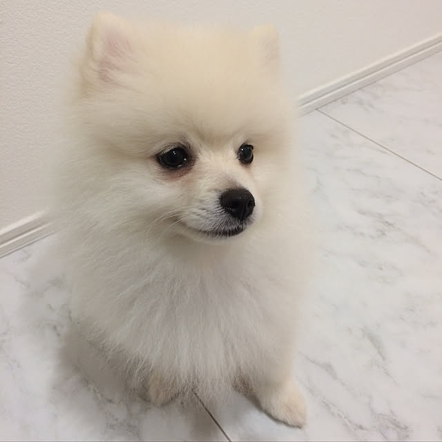 syomomo1008さんの実例写真