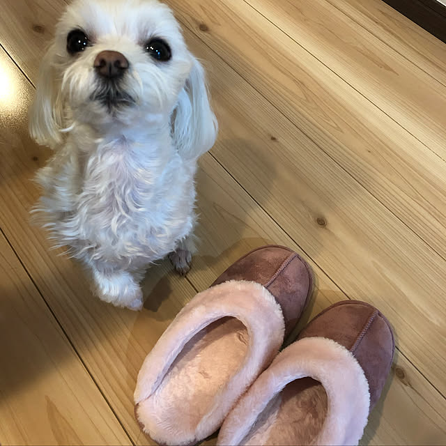 Shihoさんの実例写真