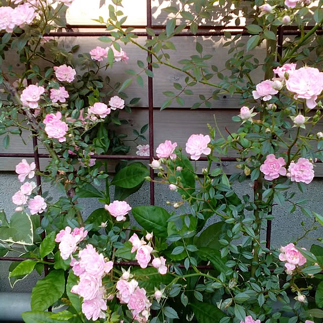shusen.miyaさんの実例写真