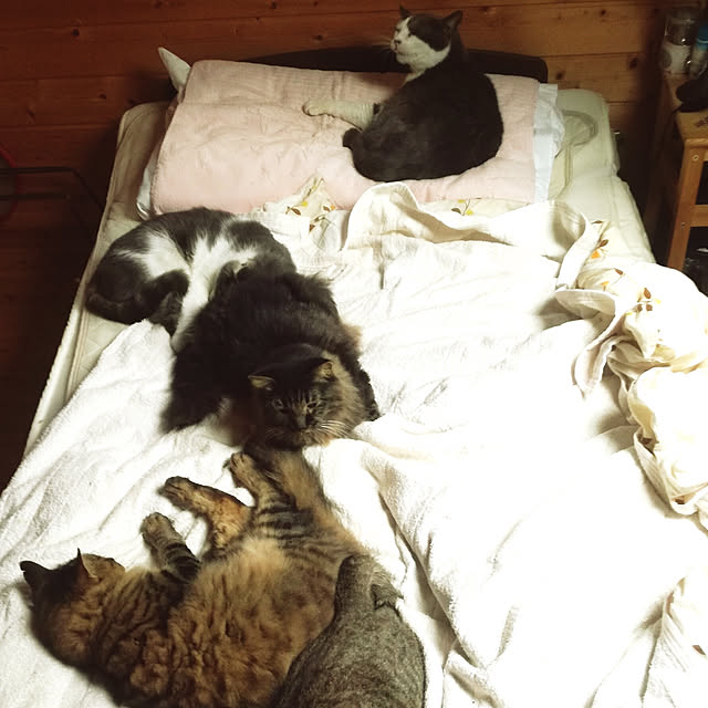 Maki-nekomamireさんの実例写真