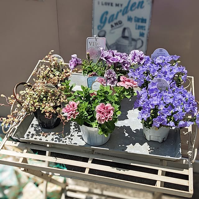 purpureさんの実例写真