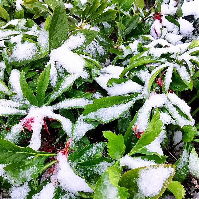 NSDさんの実例写真