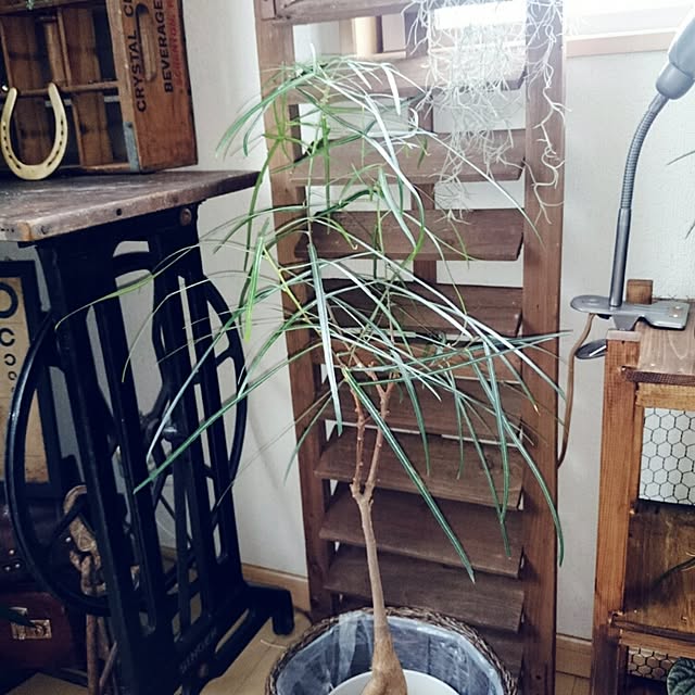 osumiさんの実例写真