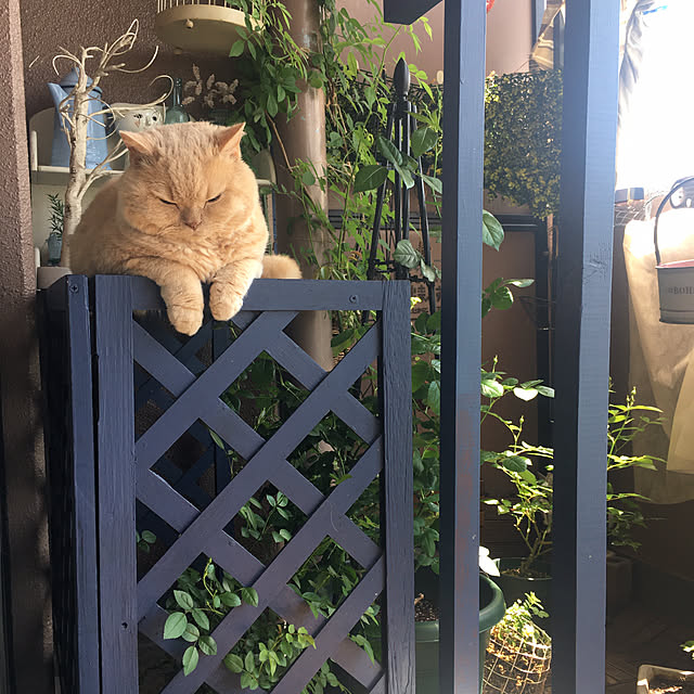 naokoさんの実例写真