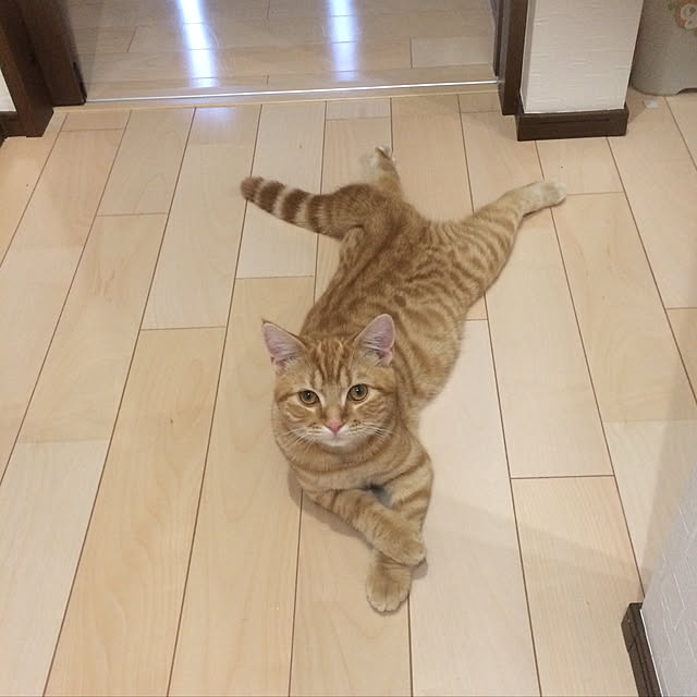 nekoさんの実例写真