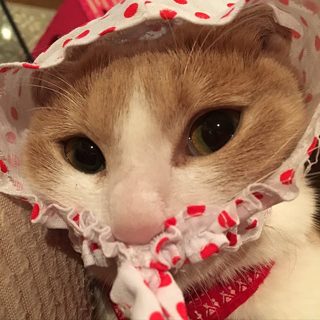 Kohanisutoさんの実例写真