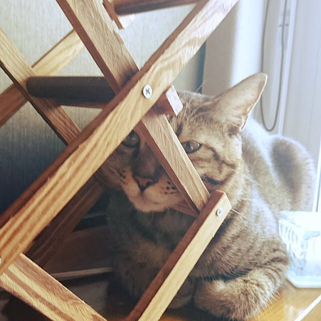 meguさんの実例写真