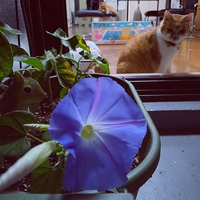 NOAHさんの部屋