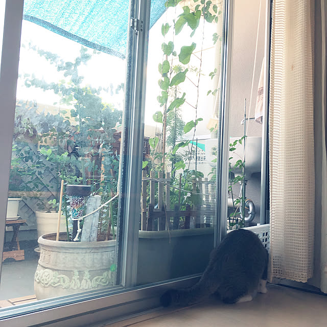 nekomiさんの実例写真