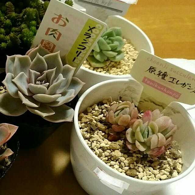 mymさんの実例写真
