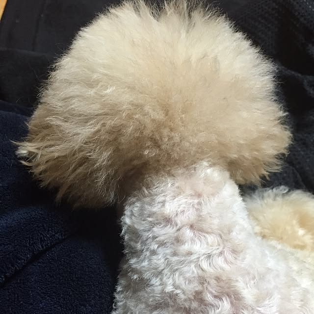 mm_midori0906さんの実例写真