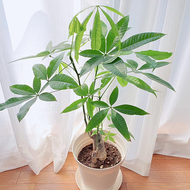 Erinaさんの実例写真