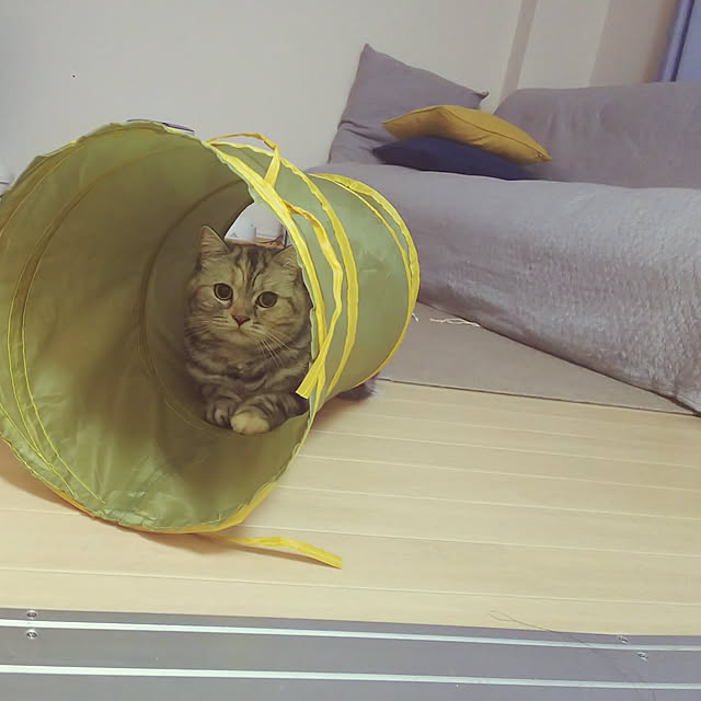 shioさんの実例写真