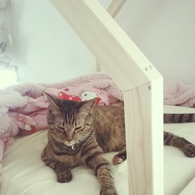 Toiroさんの実例写真