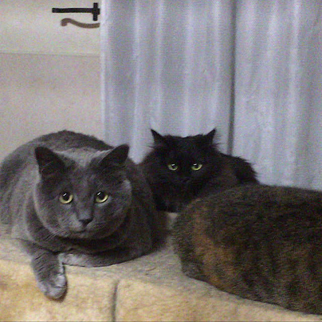 nya_sanさんの実例写真
