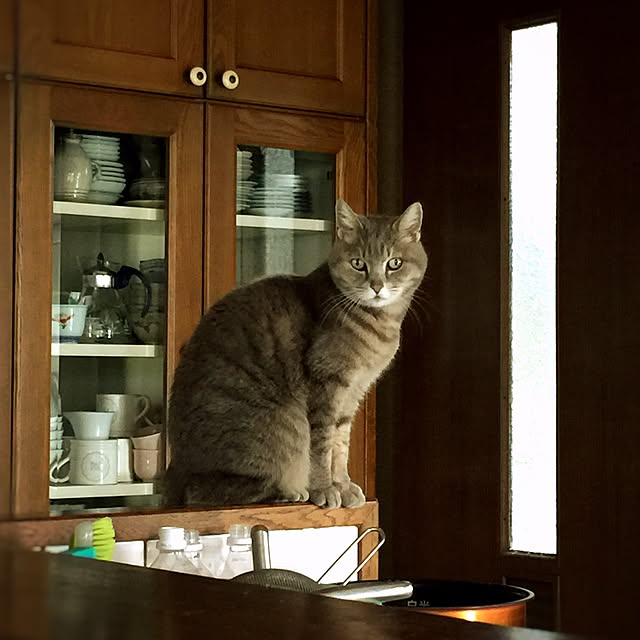 satochanさんの実例写真