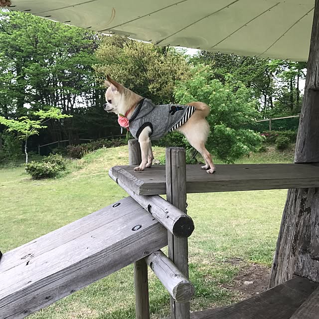 実例写真