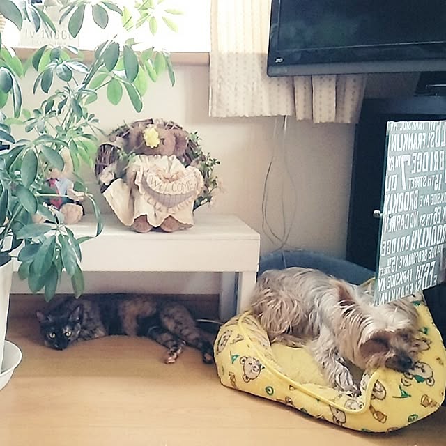 mcomcoさんの実例写真