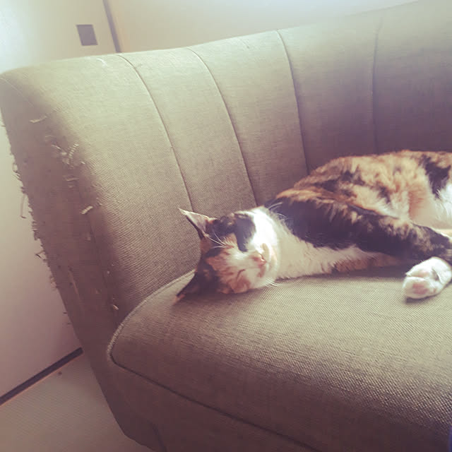 aiさんの実例写真
