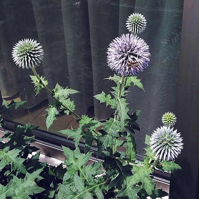 h.t.さんの実例写真