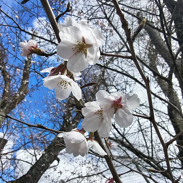 Rubiconさんの部屋