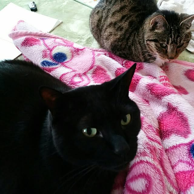 mametarouさんの実例写真