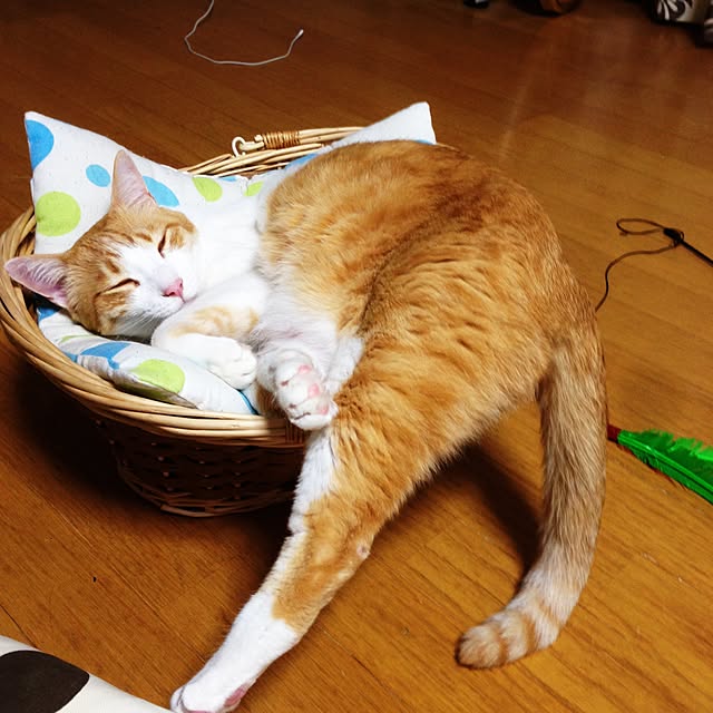 Kinanさんの実例写真