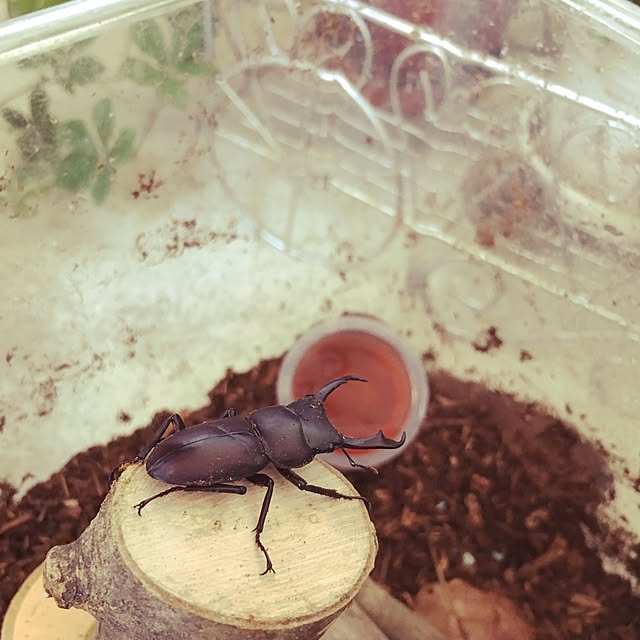 cocoさんの実例写真