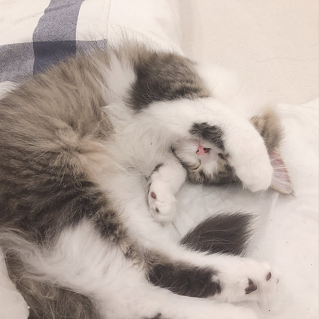 hiroさんの実例写真
