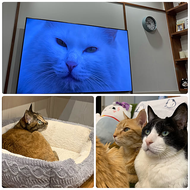 mikeume7さんの実例写真