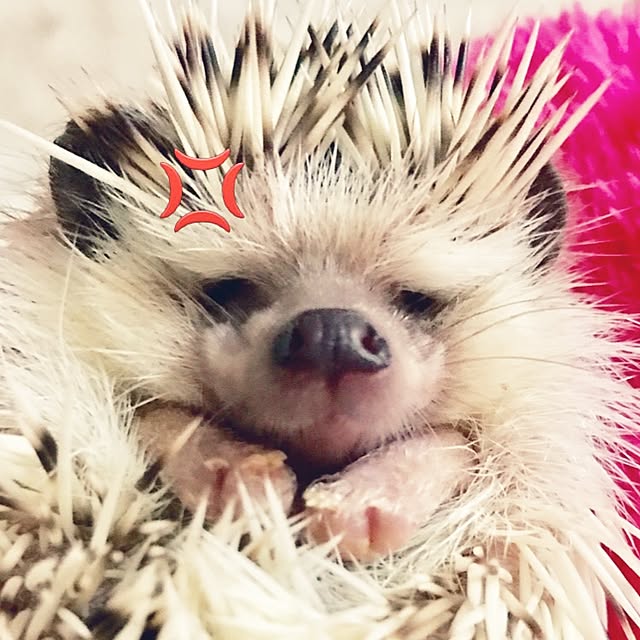 Sarionさんの実例写真