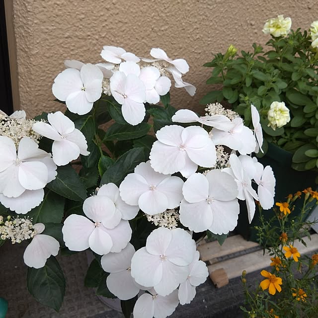 garden.numaさんの部屋