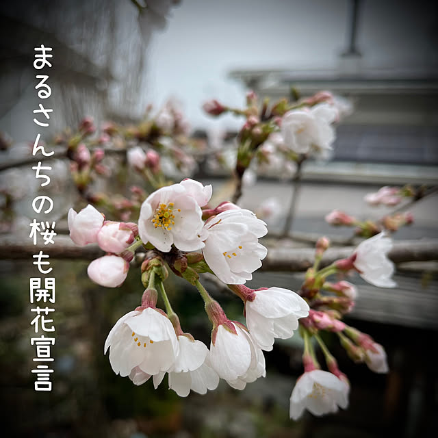 marusanさんの実例写真