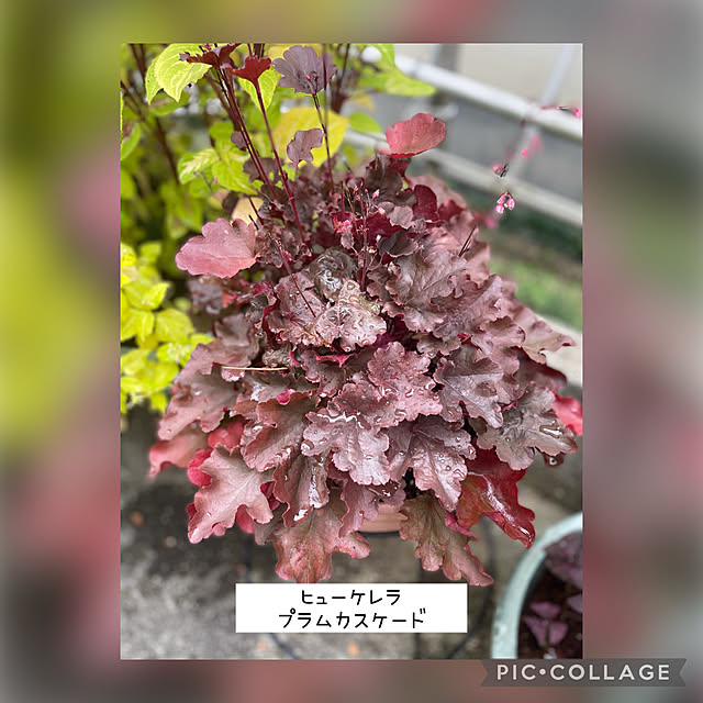 buchiさんの実例写真