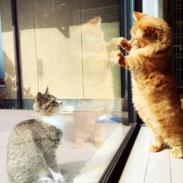 rintomoさんの実例写真